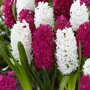Hyacinthus orientalis - hyacinth