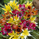 Tulip Species