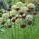 allium