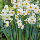 Narcissus - Daffodil
