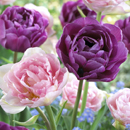Tulipa - Tulip
