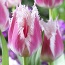 Tulipa - Tulip