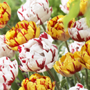 Tulipa - Tulip