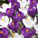 Crocus