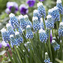 Muscari