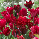 Tulipa - Tulip
