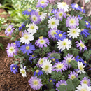 Anemone blanda