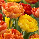 Tulipa - Tulip