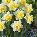 Narcissus - Daffodil