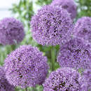 allium