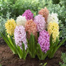 Hyacinthus orientalis - hyacinth