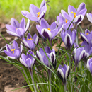 Crocus