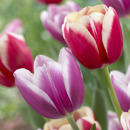 Tulipa - Tulip