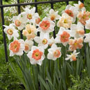 Narcissus - Daffodil