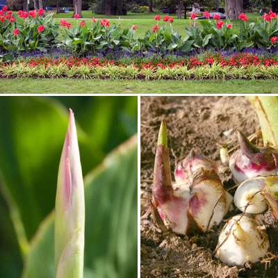 Canna Image
