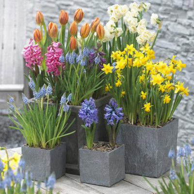 Bulbs for Containers