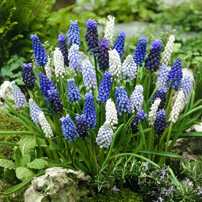 deer resistant bulbs