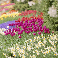 100 Days of Color Garden Project