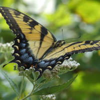 butterfly garden project