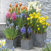 spring container garden