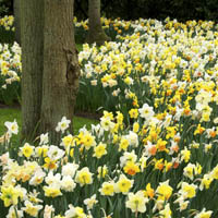 Deer Resistant Garden Bulbs