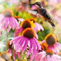 hummingbird-garden project