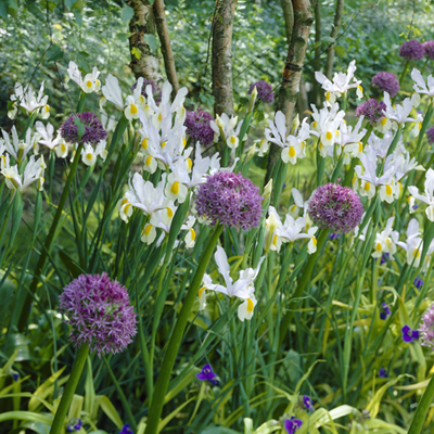 Bulbs for Naturalizing
