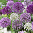 allium