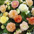 begonia
