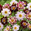 dahlia