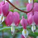 dicentra
