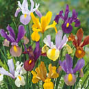 iris