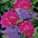 freesia