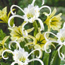 hymenocallis