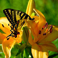 butterfly garden project