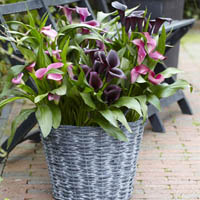 container garden project