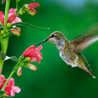 hummingbird-garden project