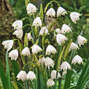 Leucojum