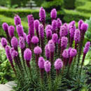 liatris