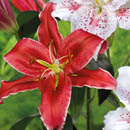lilies