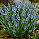 Muscari