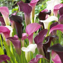 calla