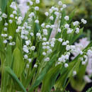 convallaria