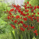 crocosmia