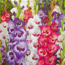 gladioli