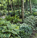 hosta