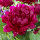 peonies