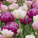tulip
