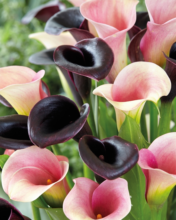 Bulbs are Easy Great Cut Flowers Calla Lilies