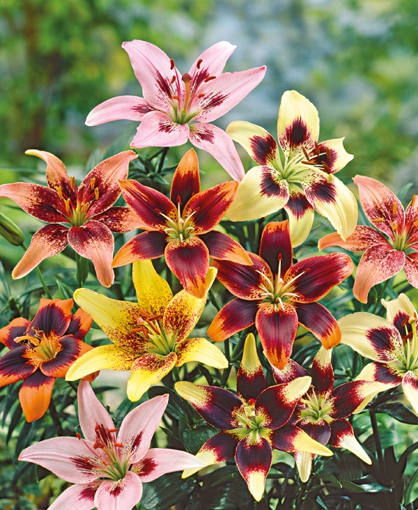 Bulbs are Easy Plants List Lilium